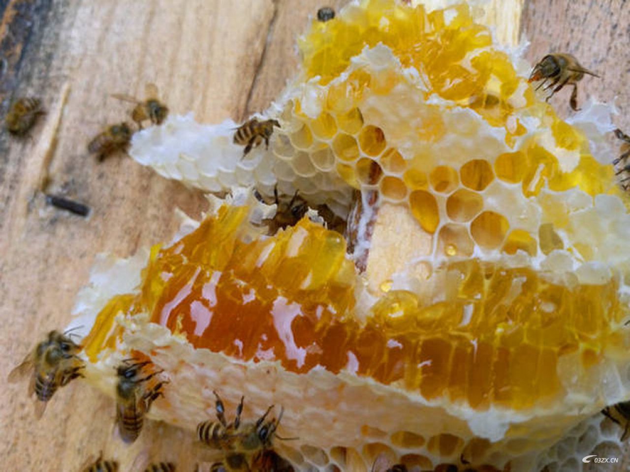 灵城有收购蜜蜂的吗？