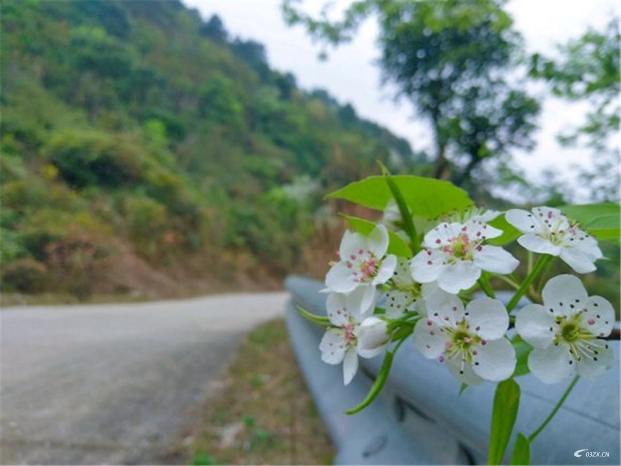 灵山太平梨花