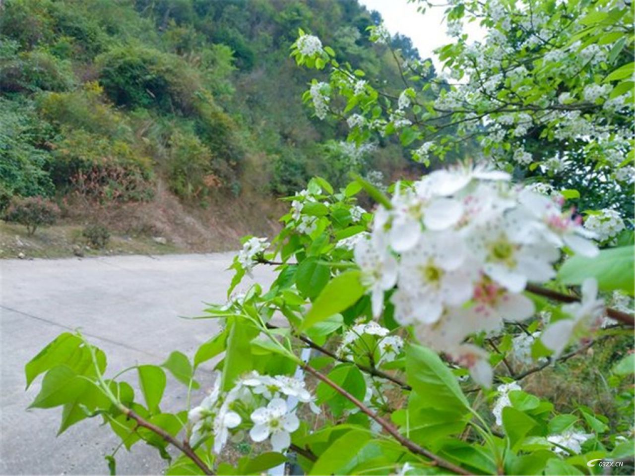 灵山太平梨花