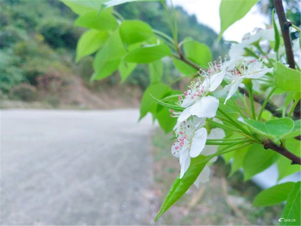 灵山太平梨花