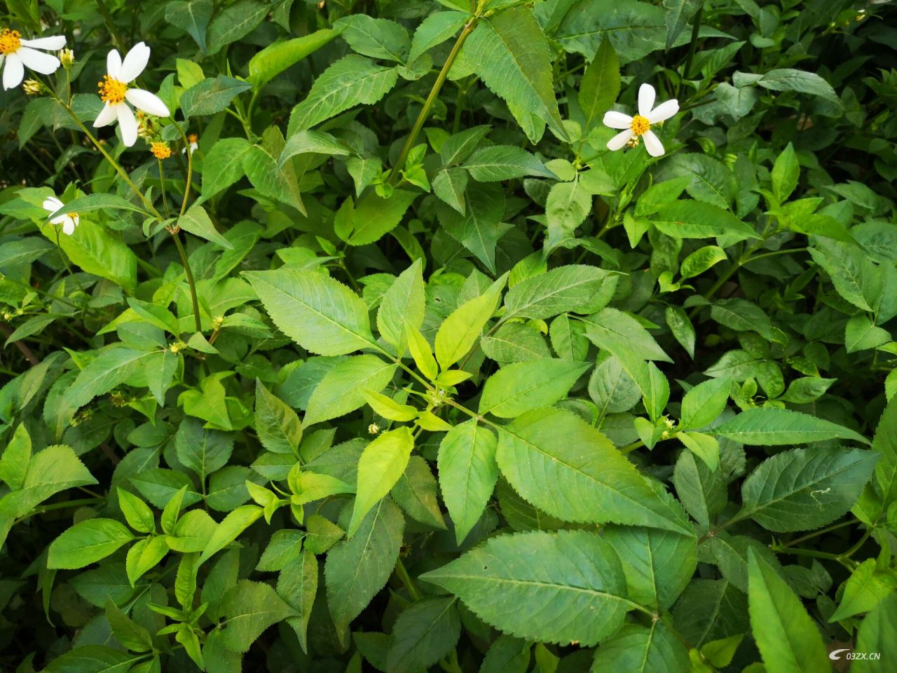 这是不是白花菜？