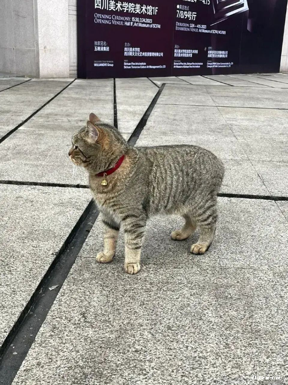 为什么养猫的女人越长越漂亮