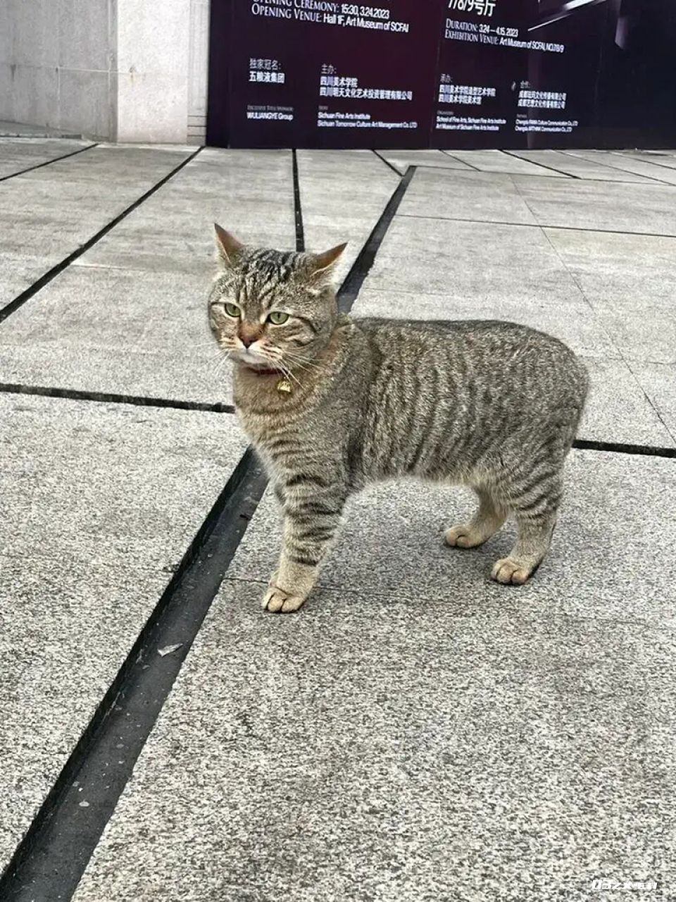 为什么养猫的女人越长越漂亮