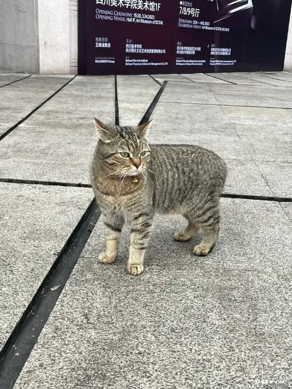 为什么养猫的女人越长越漂亮