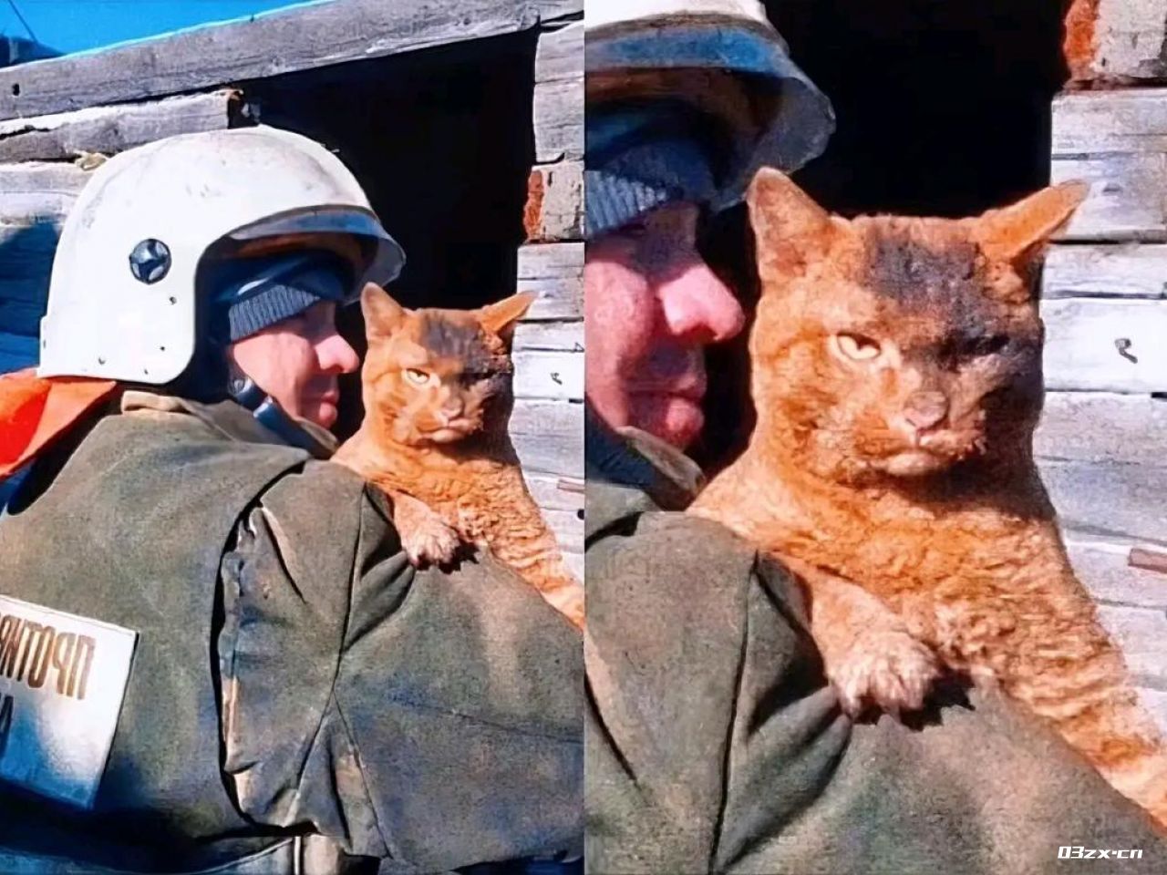 一只刚从大火中脱险的大橘猫