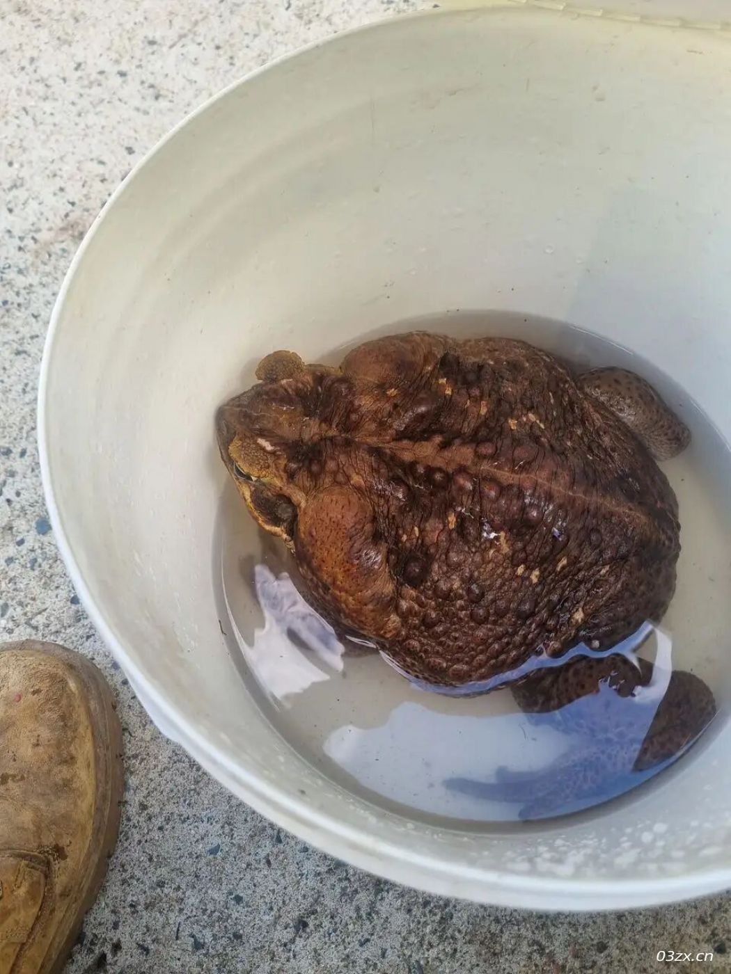 澳洲发现巨型剧毒蛤蟆，单只体重达2.7公斤！