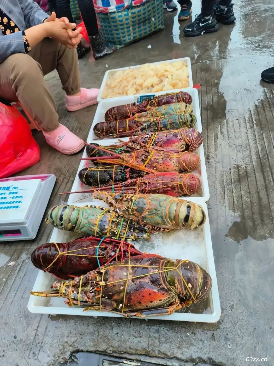 北海旅游看到的大龙虾，贫穷的我不敢问价钱。